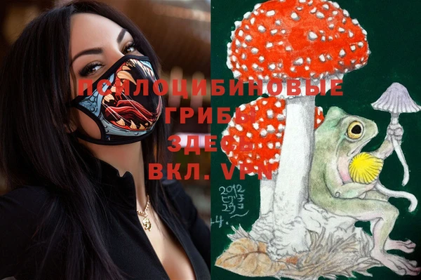прущие грибы Абаза